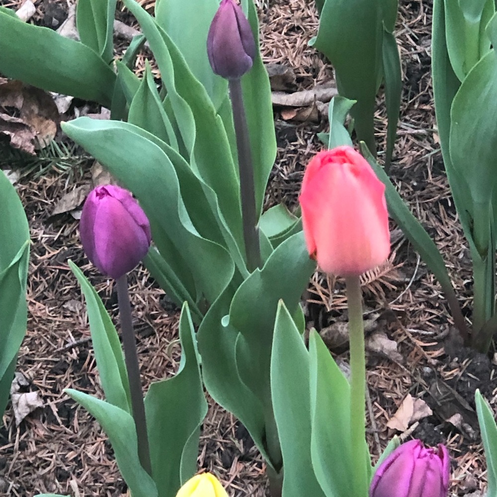 Meet your Posher, Dawn